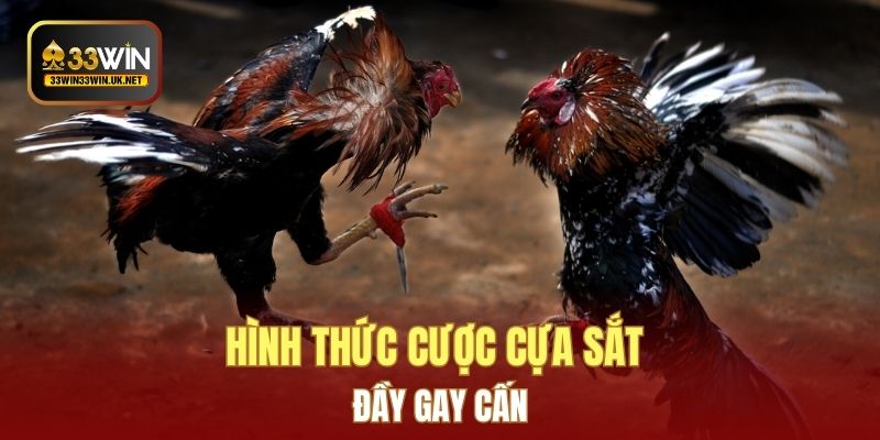 Hình thức cược cựa sắt đầy gay cấn